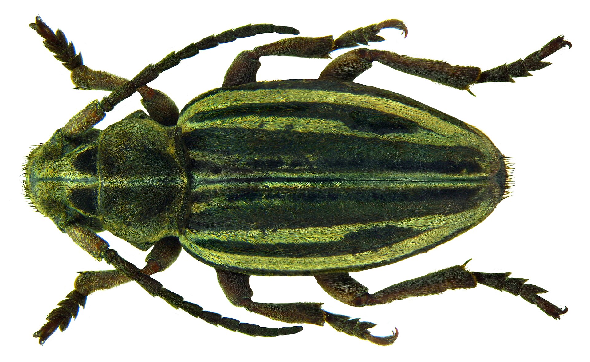 Dorcadion piochardi Kraatz