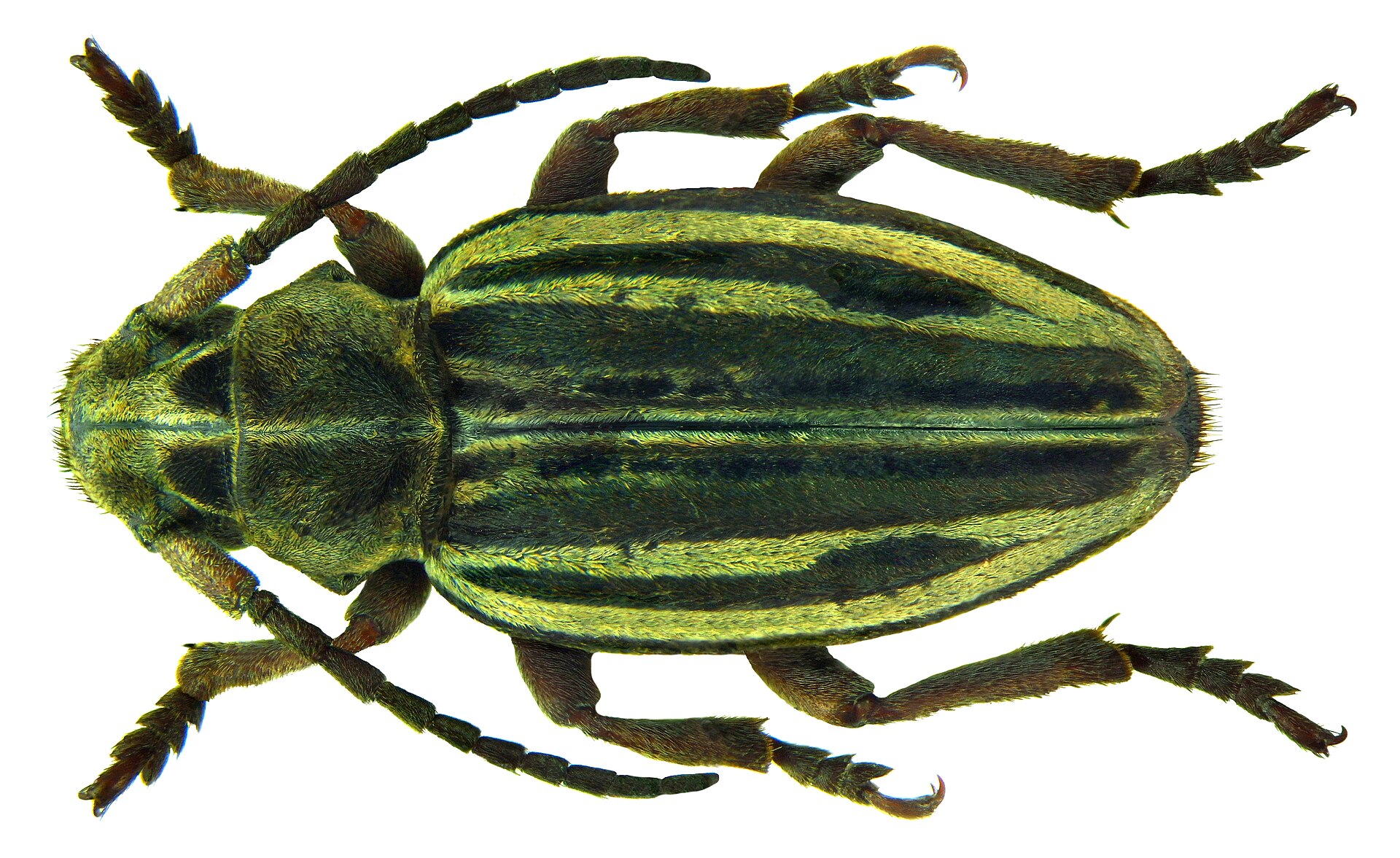 Dorcadion piochardi Kraatz