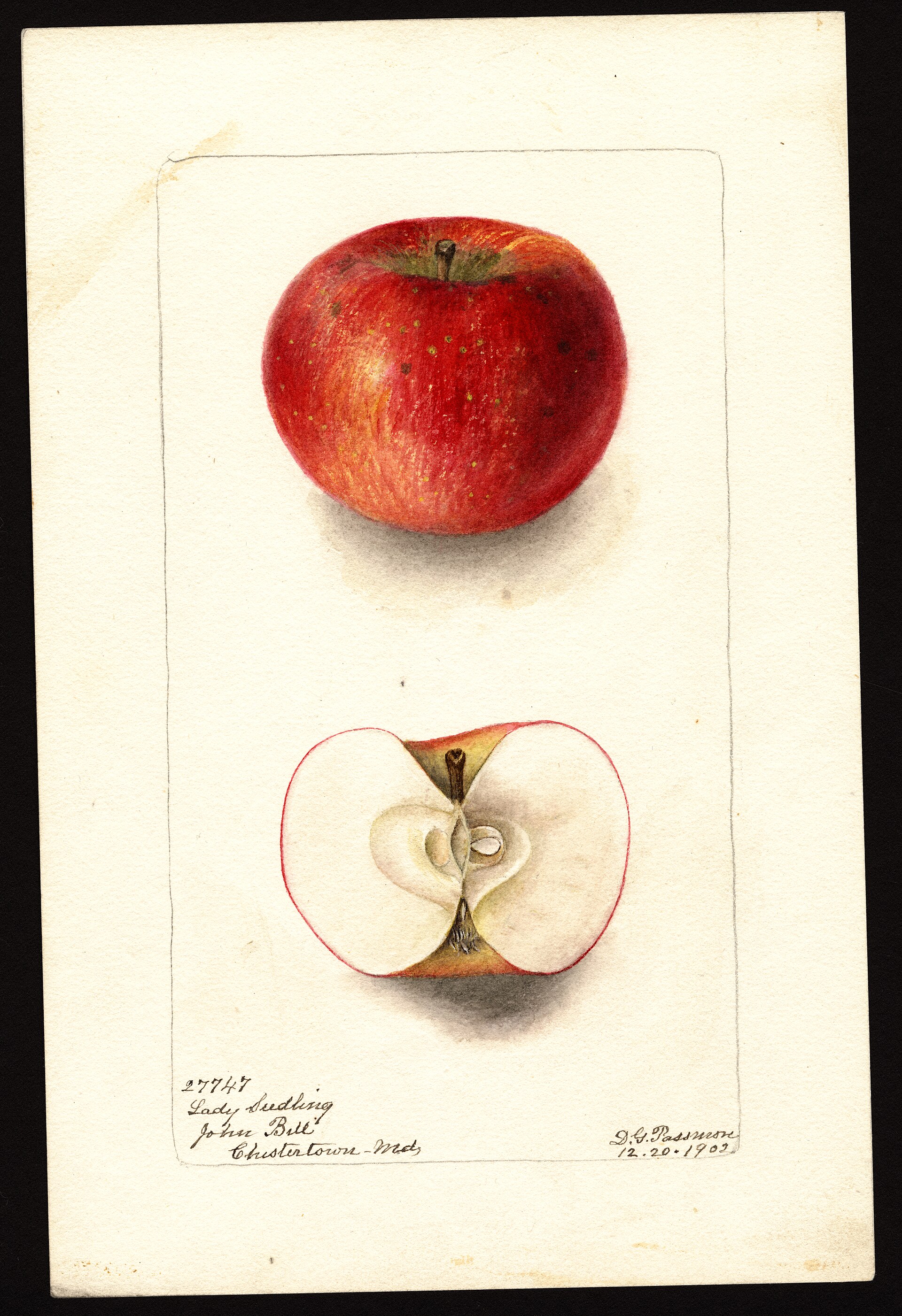 Pomological Watercolor POM00002456