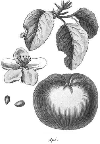 Rozier - Cours d’agriculture, tome 8, pl. 20 ,api