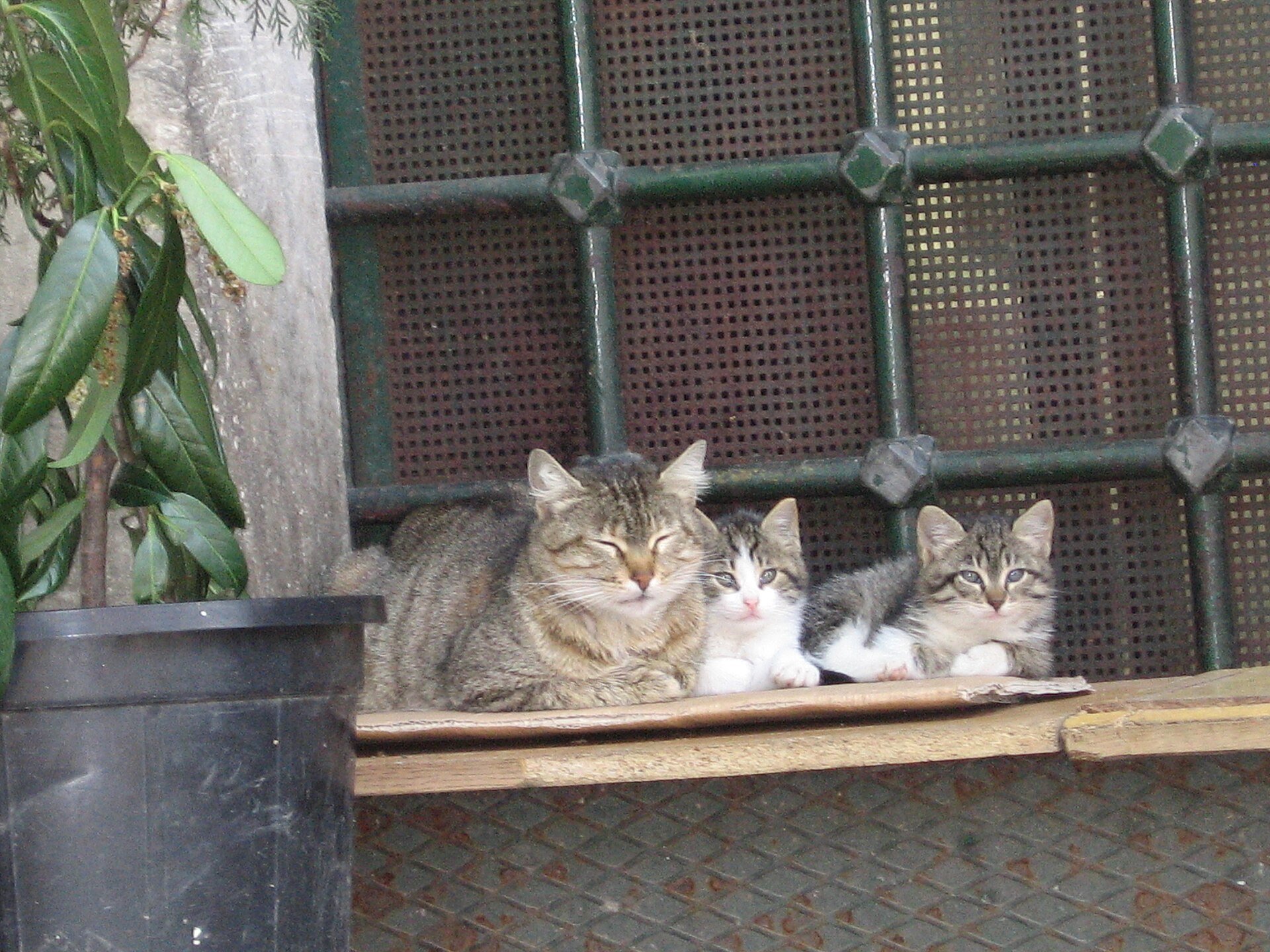 Feral cat and kittens, Beyazıt Camii