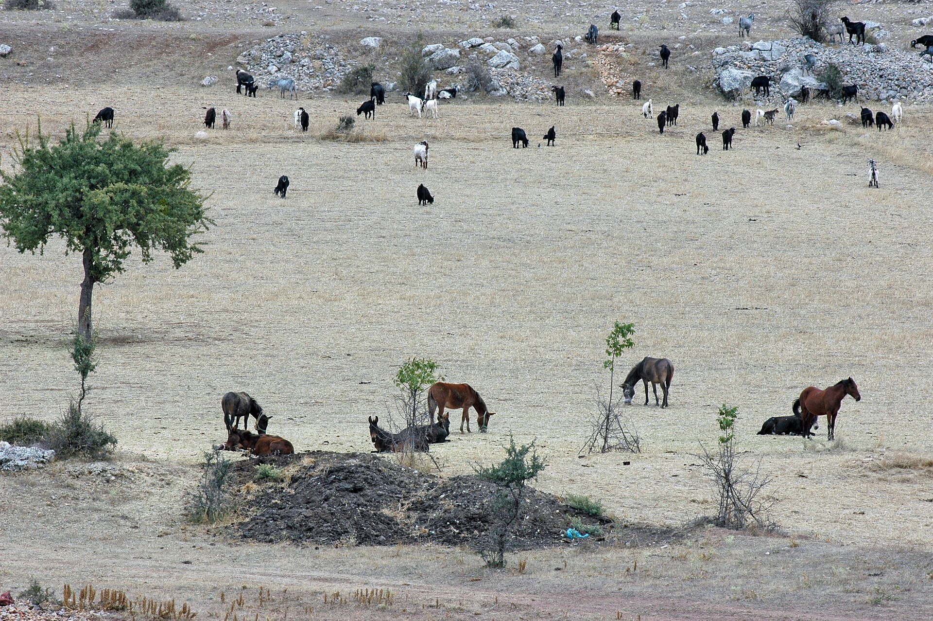 Çamlık Mesire Yeri: Amasya'nın Batı Yakasında Bir Orman Alanı