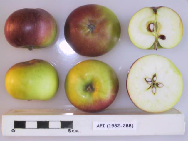 Cross section of Api, National Fruit Collection (acc. 1982-288)