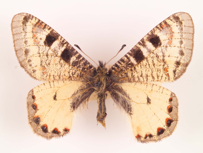 Archon apollinus amasina ulster