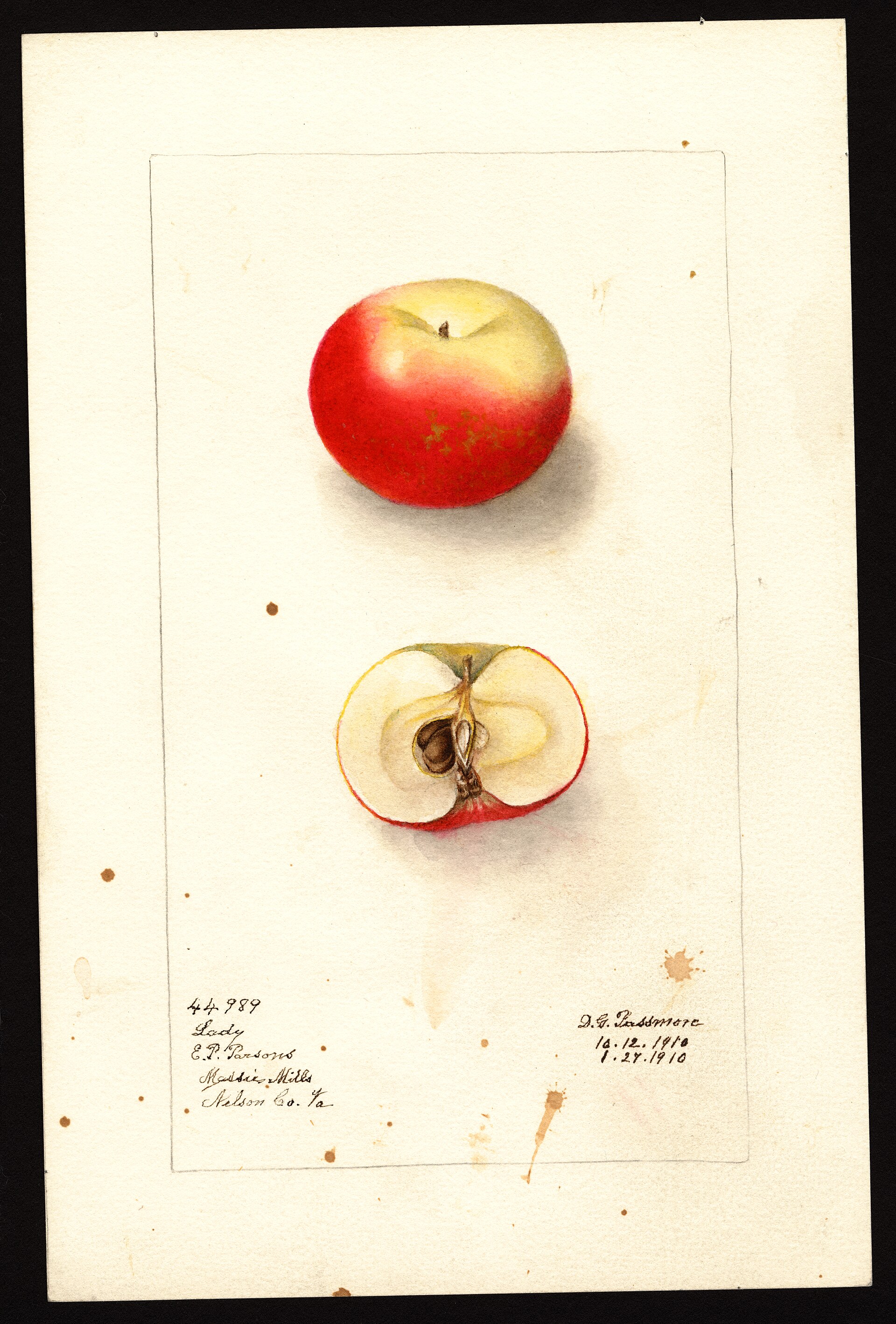 Pomological Watercolor POM00002454