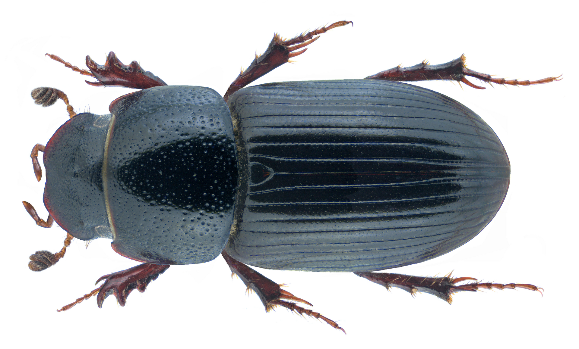 Nialus varians (Duftschmid, 1805)