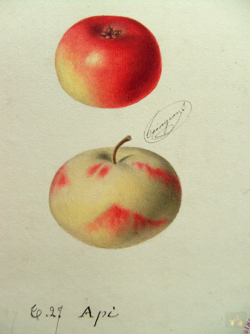 Api (pomme), Pomme d'Api, Lady Apple