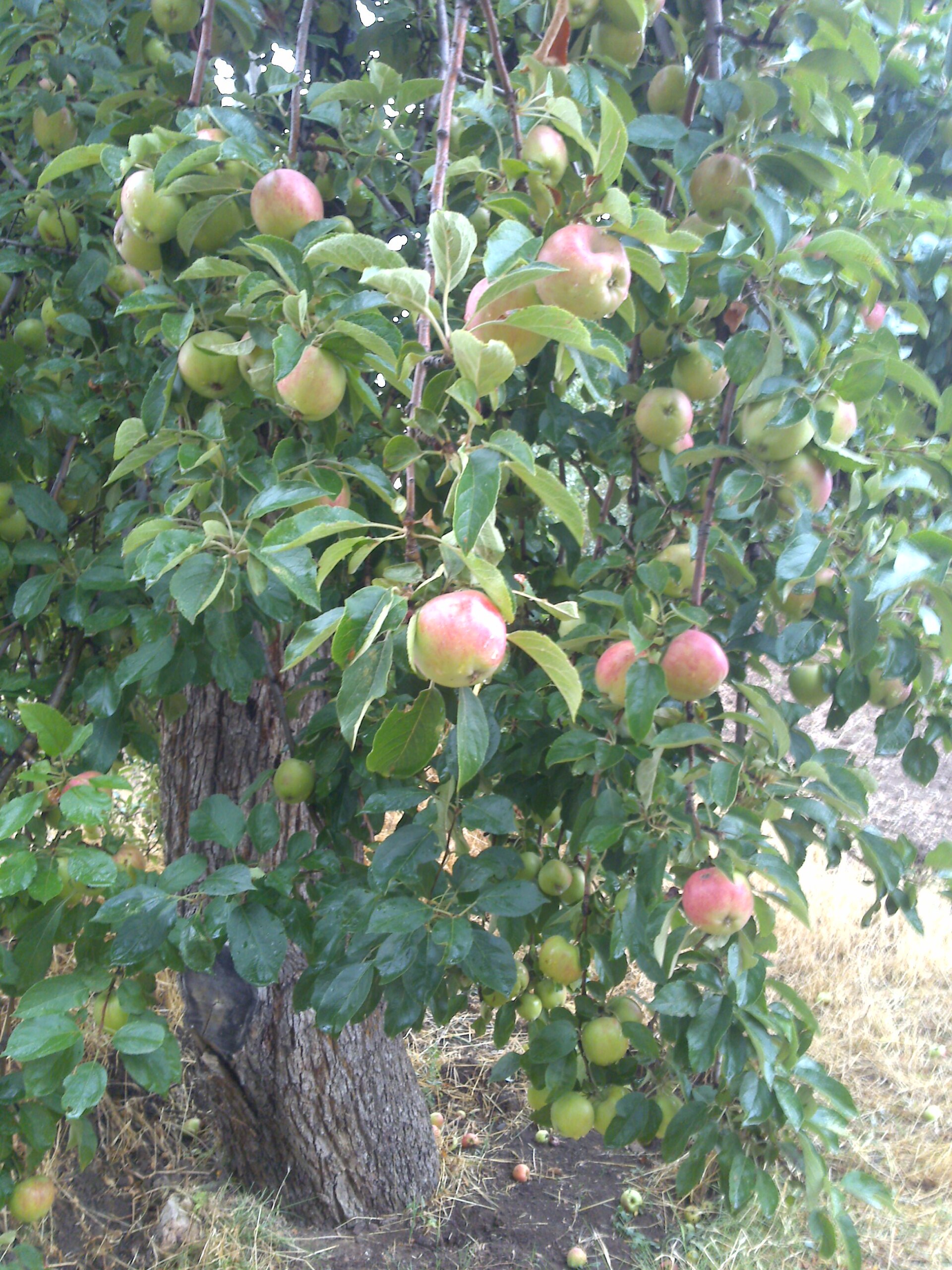 Apple 'Amasya'
